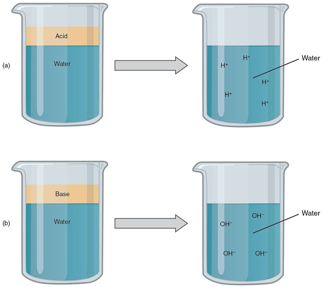 "215_Acids_and_Bases-01" by OpenStax College is licensed under CC BY 3.0 Illustration showing beakers with acids and bases in them and what their reaction to water will be