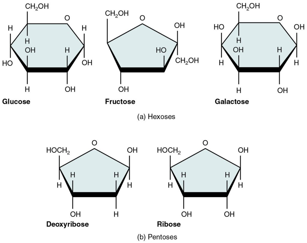 "217_Five_Important_Monosaccharides-01" by OpenStax College is licensed under CC BY 3.0 Illustration showing five important monosaccharides