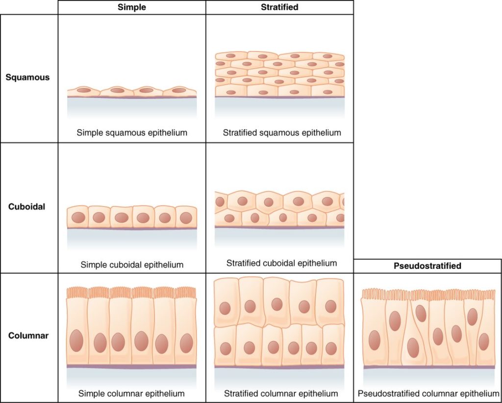”403_Epithelial_Tissue” by OpenStax College is licensed under CC BY 3.0 Illustration showing epithelial cell layers and types of cells