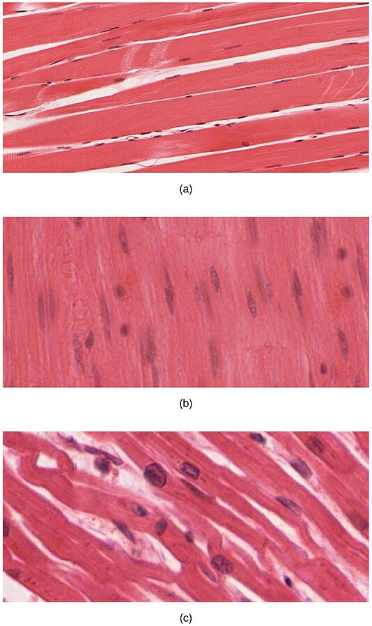"414_Skeletal_Smooth_Cardiac" by OpenStax College is licensed under CC BY 3.0 Micrographs showing different types of muscle tissue