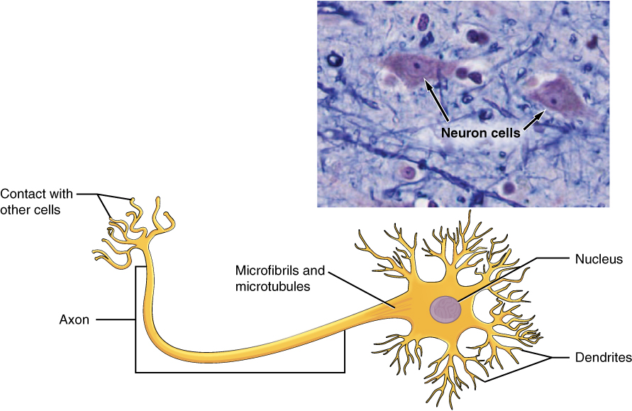 ”415_Neuron” by OpenStax College is licensed under CC BY 3.0 Illustration and image showing neurons with text labels for major structures
