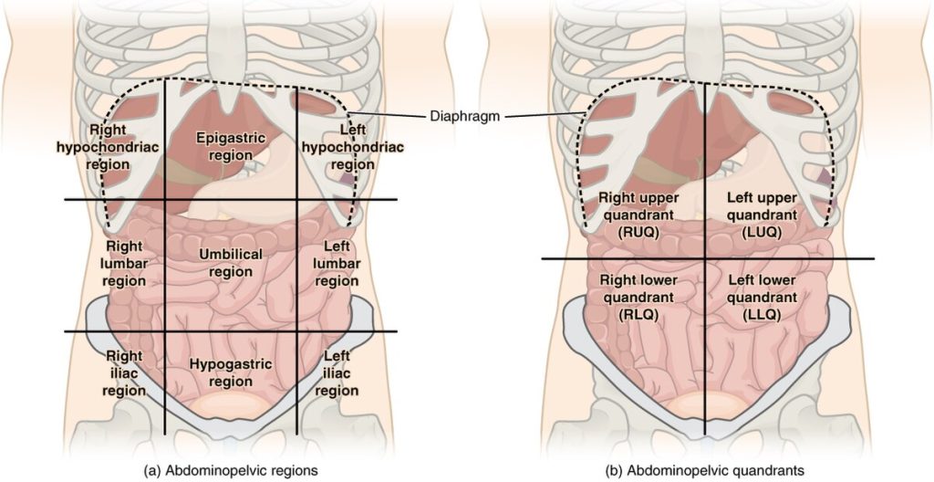 “Abdominal_Quadrant_Regions” by OpenStax is licensed under CC BY 4.0 Illustration showing Abdominopelvic Cavity