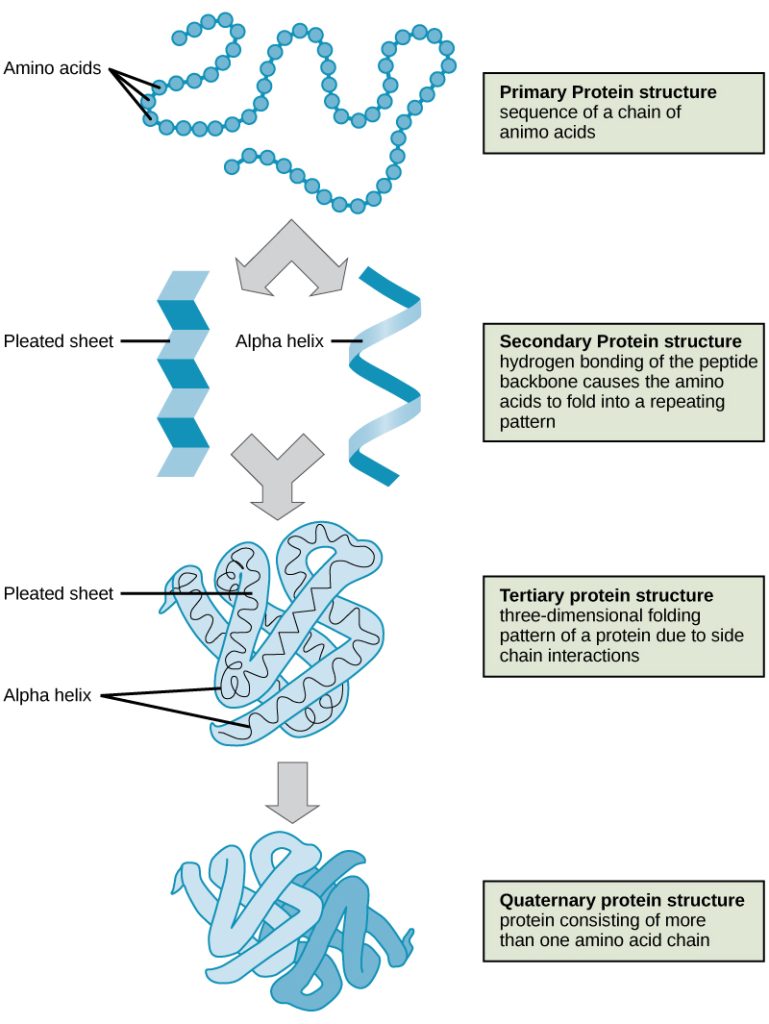 "Figure_03_04_09" by CNX OpenStax is licensed under CC BY 4.0 Illustration showing four levels of a protein structure with text descriptions