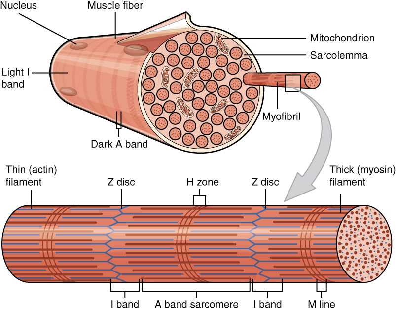 ”1002_Organization_of_Muscle_Fiber” by OpenStax College is licensed under CC BY 4.0 Illustration showing the composition of skeletal muscle fiber