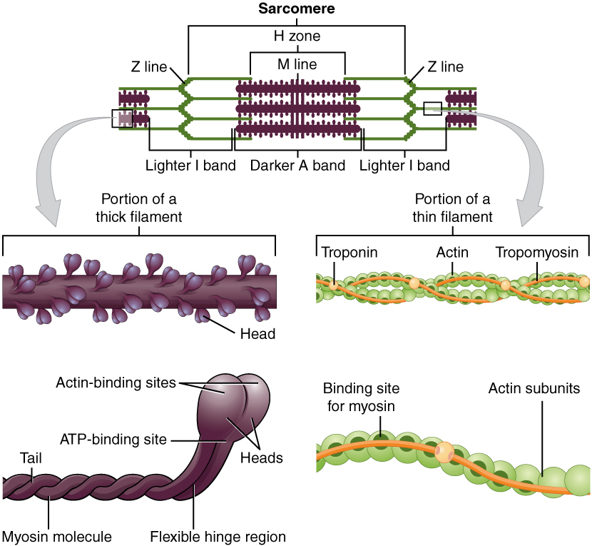 ”1003_Thick_and_Thin_Filament” by OpenStax College is licensed under CC BY 4.0[ Illustration showing composition of Sarcomere. Includes a closeup of thick and thin filaments.