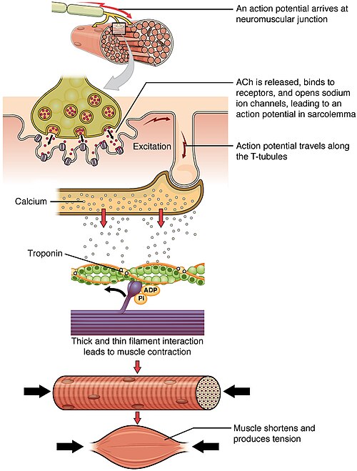 ”1010a_Contraction_new” by OpenStax College is licensed under CC BY 4.0 Illustration showing the process of a muscle fiber contracting