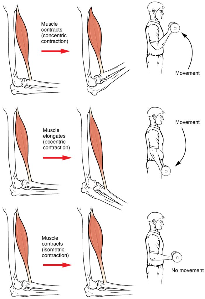 ”Biceps_Brachii_Muscle_Contraction” by OpenStax College is licensed under CC BY-SA 3.0 Illustrations showing the muscle contraction with a bicep movement