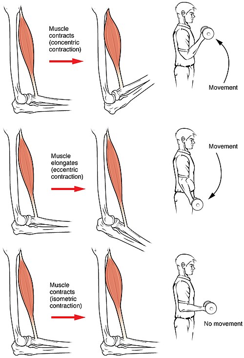 ”1015_Types_of_Contraction_new” by OpenStax is licensed under CC BY 4.0 Illustration showing various movements and the muscle contractions that corresponds to each