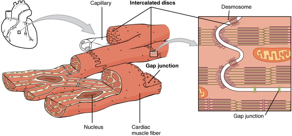 ”1020_Cardiac_Muscle” by OpenStax is licensed under CC BY 4.0 Illustration showing desmosome inside intercalated discs