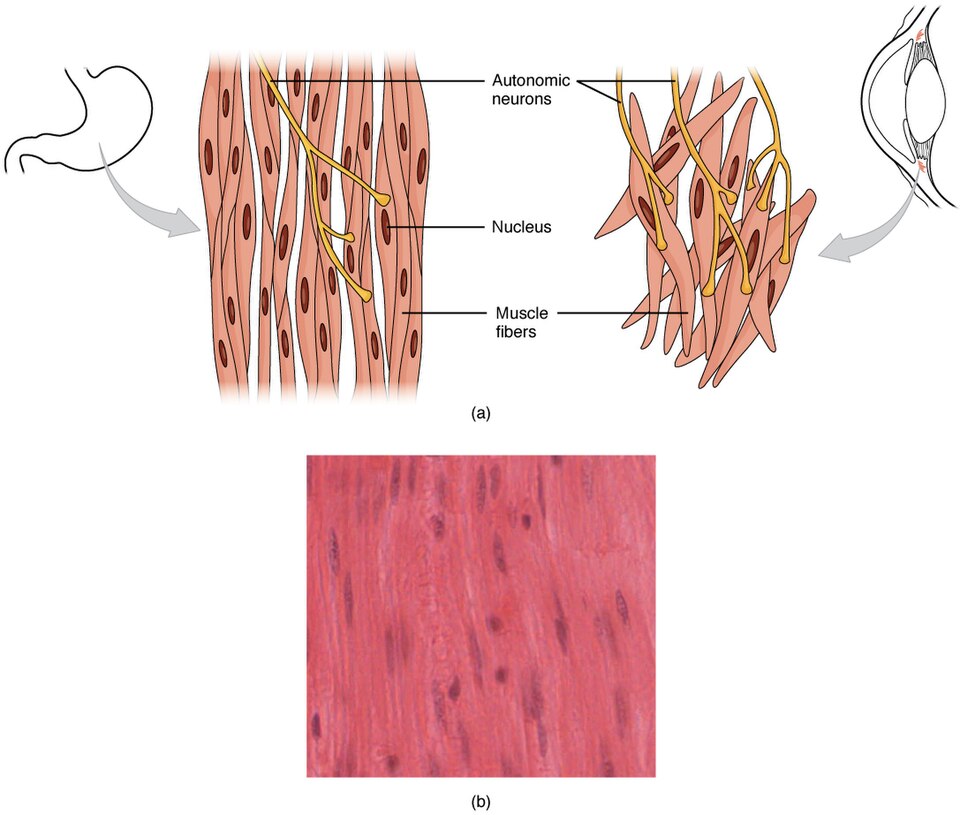 "1021_Smooth_Muscle_new” by OpenStax is licensed under CC BY 4.0 Illustration showing components of smooth muscle tissue