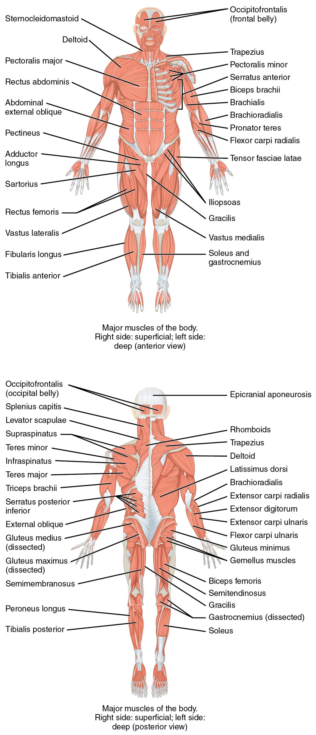 "1105_Anterior_and_Posterior_Views_of_Muscles" OpenStax is licensed under CC BY 4.0 Illustration showing major skeletal muscles on the human body