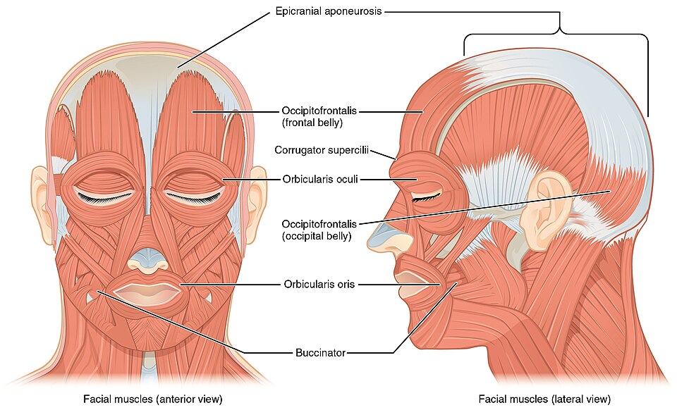 ”1106_Front_and_Side_Views_of_the_Muscles_of_Facial_Expressions” by OpenStax is licensed under CC BY 4.0 Illustration showing facial muscles in both anterior and lateral views