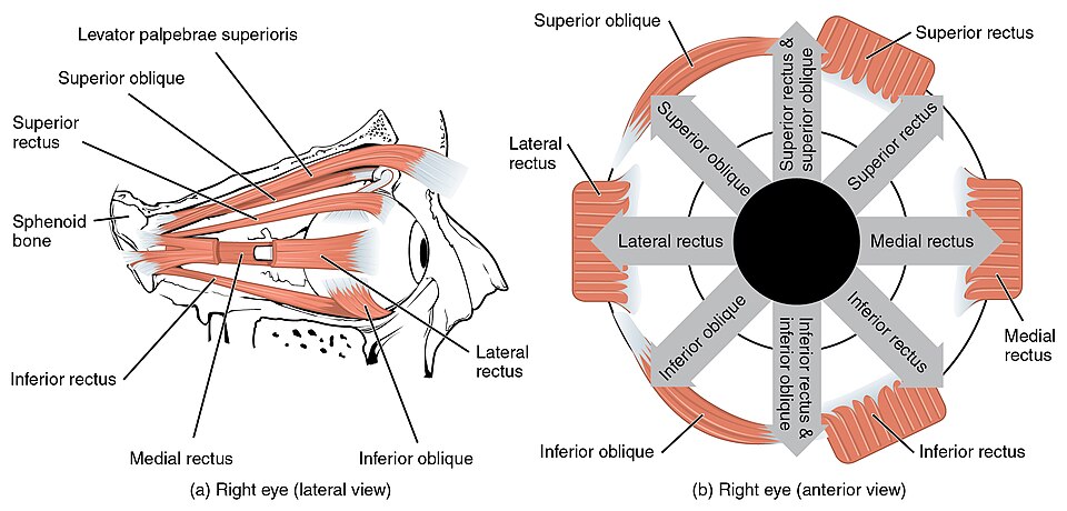 ”1107_The_Extrinsic_Eye_Muscles” by OpenStax is licensed under CC BY 4.0 Illustration showing lateral and anterior views of muscles in the eyes