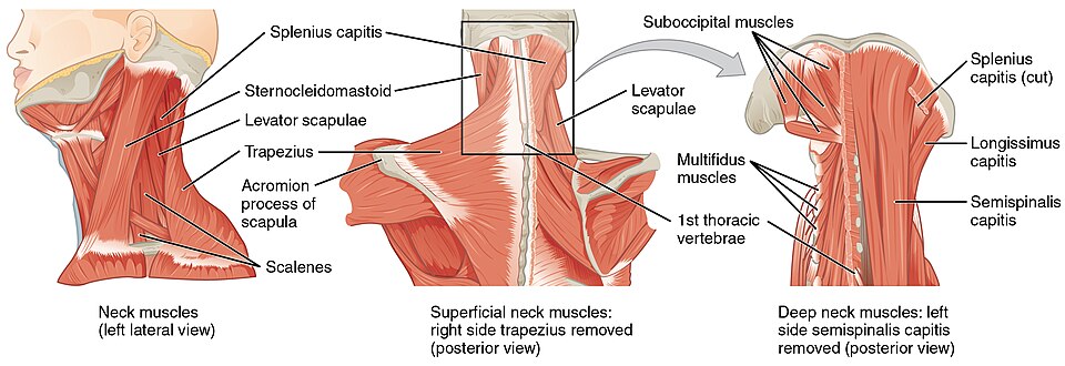 ”1111_Posterior_and_Side_Views_of_the_Neck” by OpenStax is licensed under CC BY 4.0 Illustration showing left lateral, posterior, superficial, and deep neck muscles