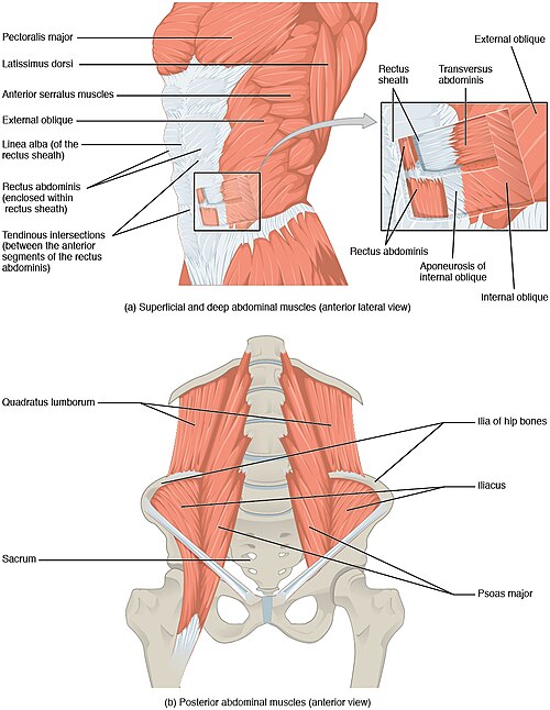 ”1112_Muscles_of_the_Abdomen” by OpenStax is licensed under CC BY 4.0 Illustration showing anterior and anterior lateral views of superficial and deep abdominal muscles