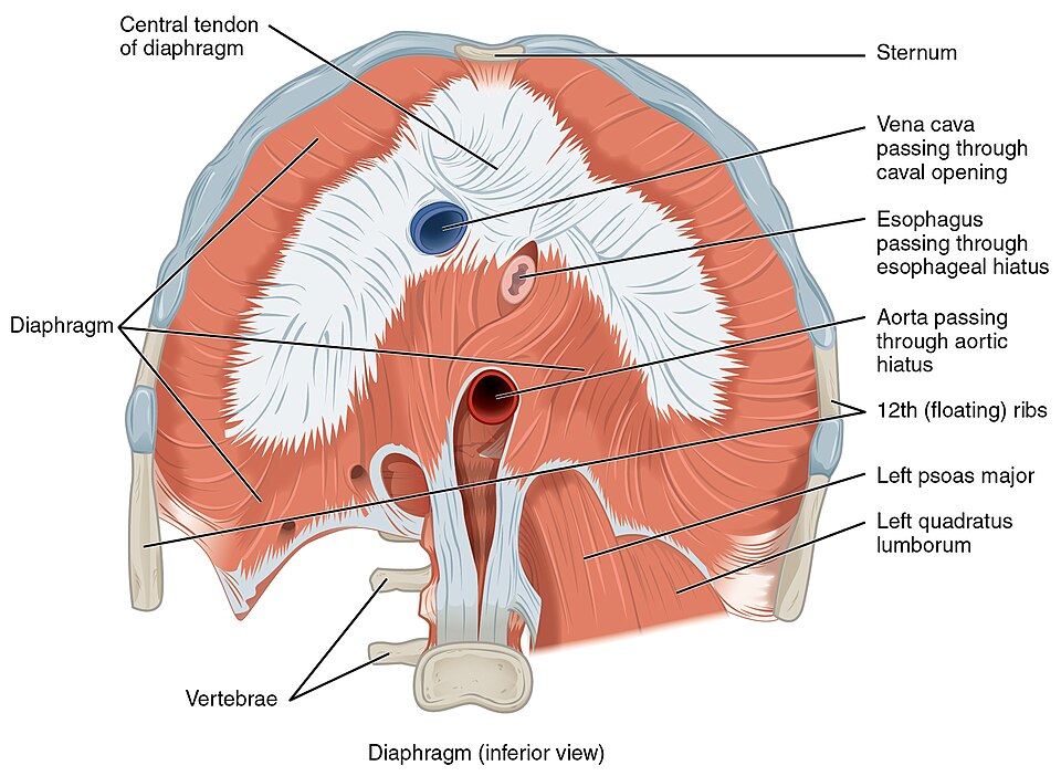 ”1113_The_Diaphragm” by OpenStax is licensed under CC BY 4.0 Illustration showing an inferior view of the diaphragm