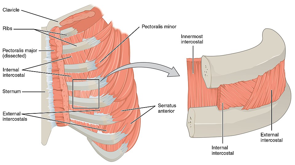 ”1114_Thorax” by OpenStax is licensed under CC BY 4.0 Illustration showing muscle groupings in the thorax