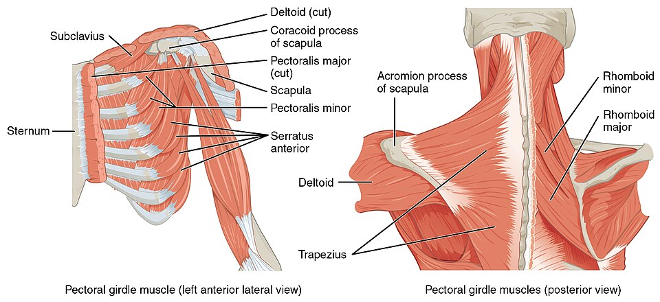 ”1118_Muscles_that_Position_the_Pectoral_Girdle” by OpenStax is licensed under CC BY 4.0 Illustration showing the left anterior lateral and posterior views of muscles in the pectoral girdle