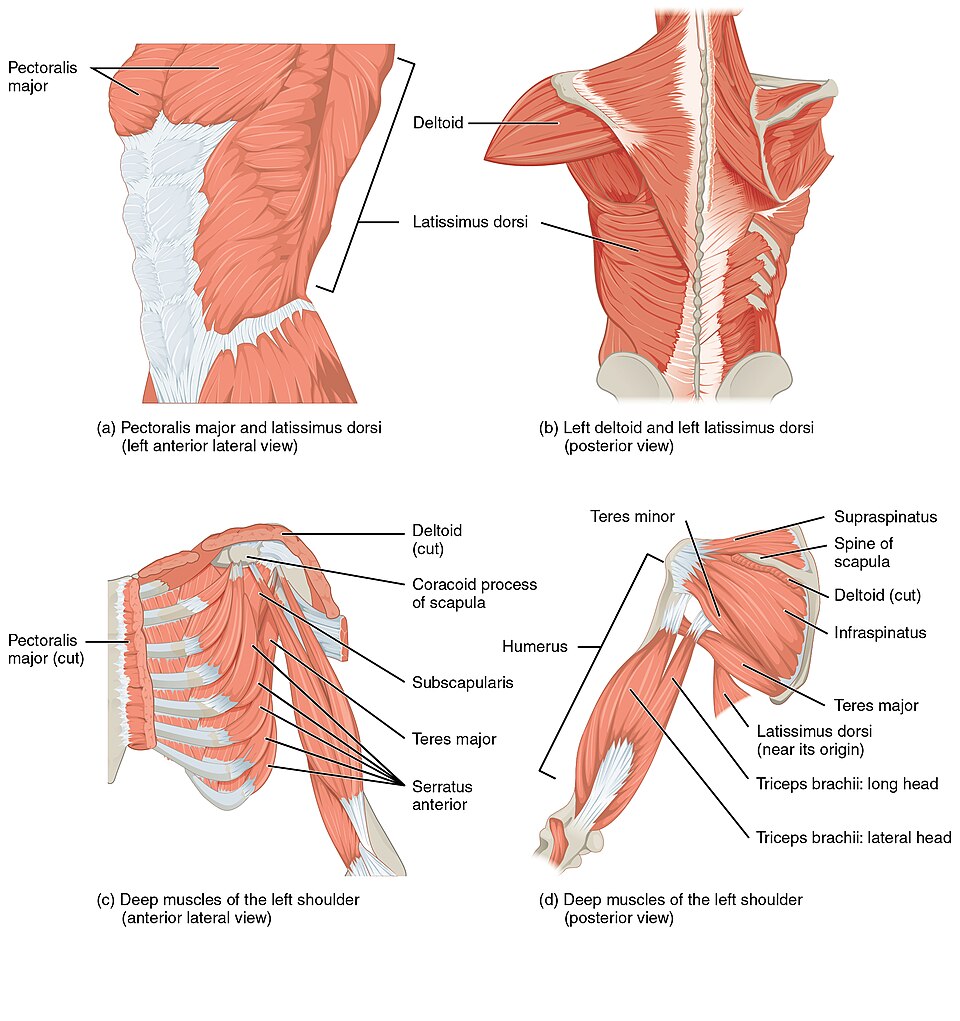”1119_Muscles_that_Move_the_Humerus” by OpenStax is licensed under CC BY 4.0 Illustration showing muscles involved in movement of the humerus