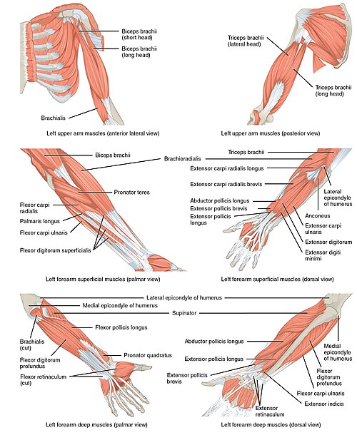 ”1120_Muscles_that_Move_the_Forearm” by OpenStax is licensed under CC BY 4.0 Illustration showing muscles involved in forearm movement