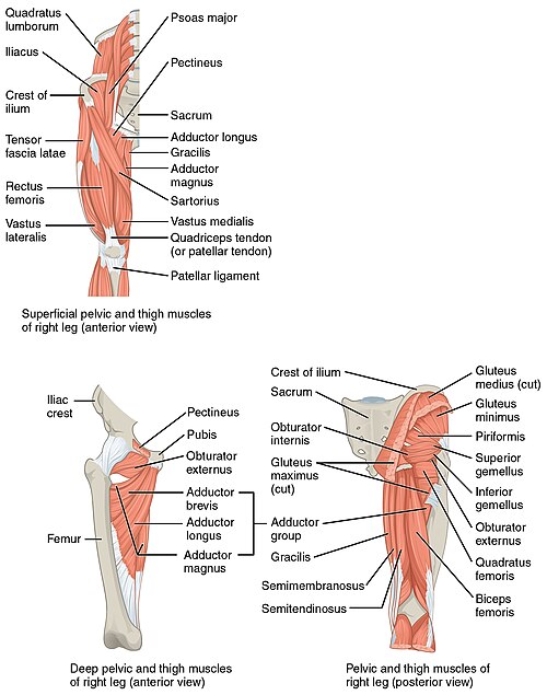 ”1122_Gluteal_Muscles_that_Move_the_Femur” by OpenStax is licensed under CC BY 4.0 Illustration showing anterior and posterior views of muscles in the hip and thigh area