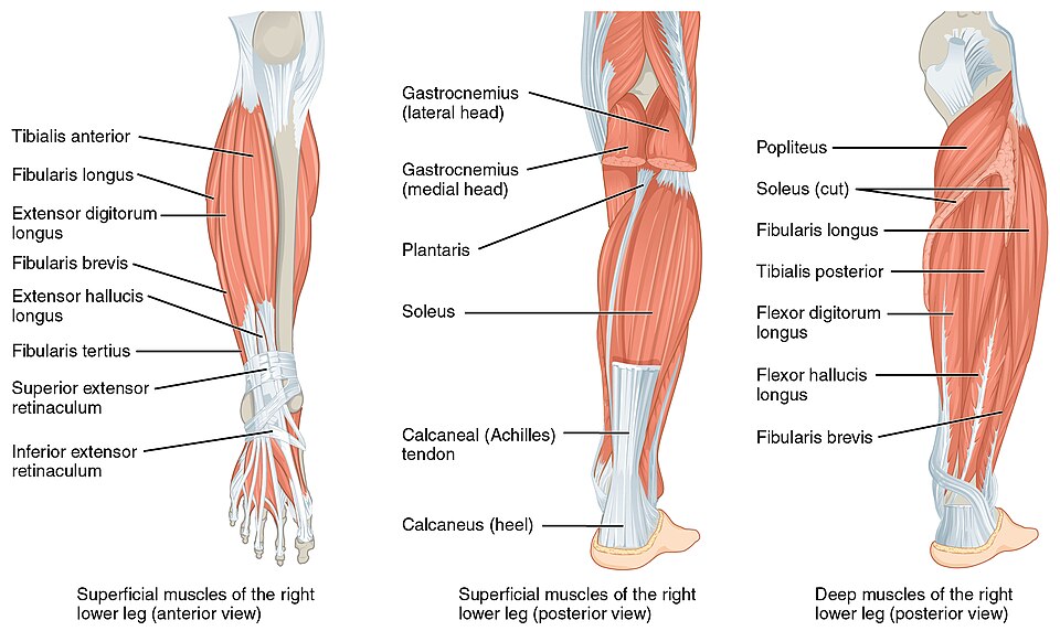 ”1123_Muscles_of_the_Leg_that_Move_the_Foot_and_Toes” by OpenStax is licensed under CC BY 4.0 Illustration showing muscles in involved in the movement of the lower legs