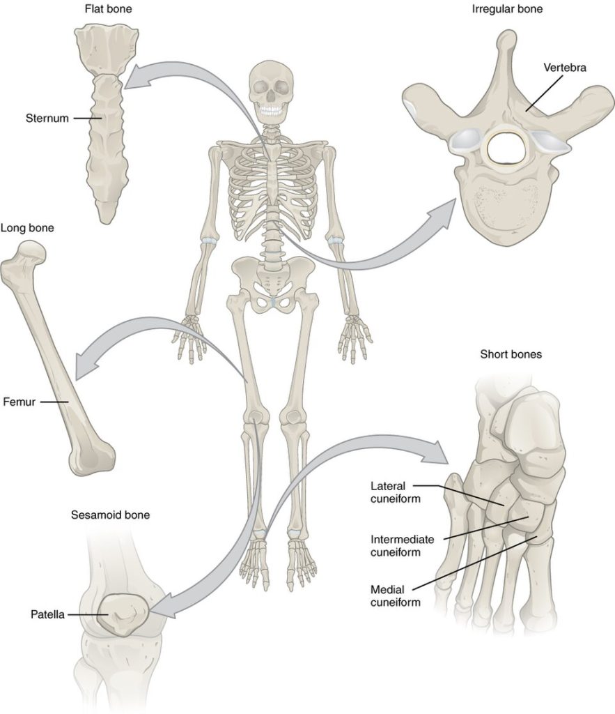 ”601_Bone_Classification” by OpenStax College is licensed under CC BY 3.0 Illustration showing closeups of various bones with text to describe each