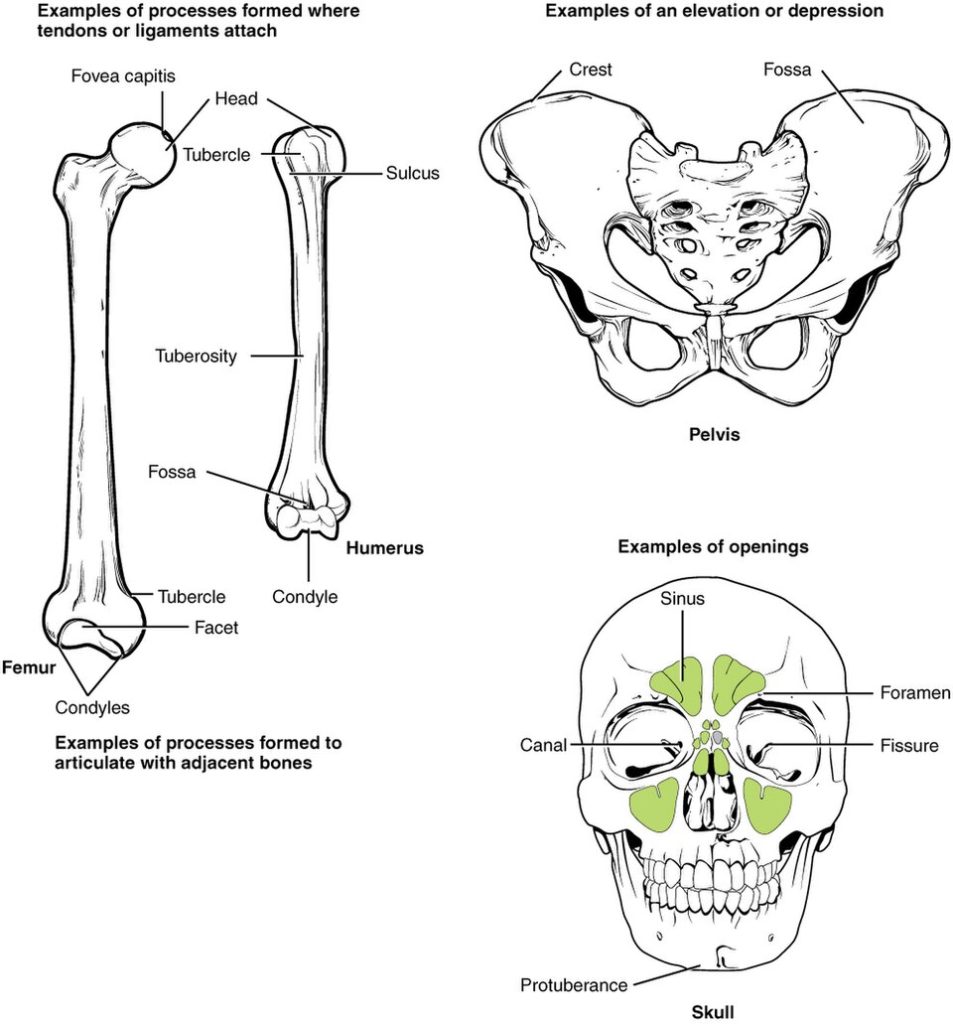 ”602_Bone_Markings” by OpenStax College is licensed under CC BY 3.0 Illustration showing examples of openings in a skull, processes to articulate bones and elevations or depressions in the pelvis