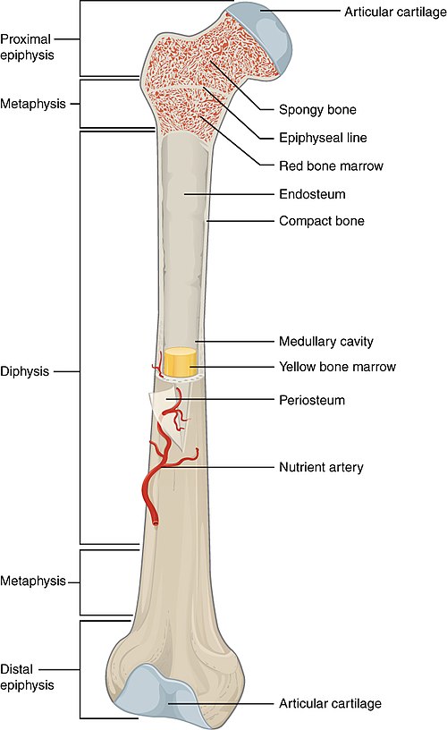 ”603_Anatomy_of_Long_Bone” by OpenStax College is licensed under CC BY 3.0 Illustration showing a long bone with text labels for major structures