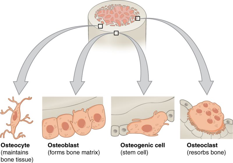 ”604_Bone_cells” by OpenStax College is licensed under CC BY 3.0 Illustration showing composition of bone cells with labeled callouts for osteocyte, osteoblast, osteogenic cell, and osteoclast.