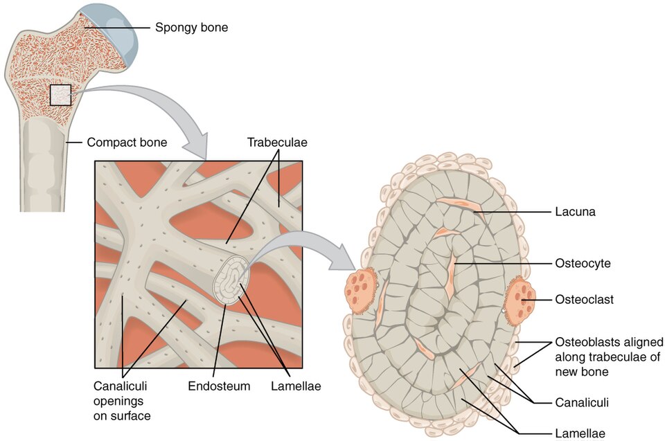 ”606_Spongy_Bone” by OpenStax College is licensed under CC BY 3.0 Illustration showing composition of spongey bone with callout box and text labels for major structures