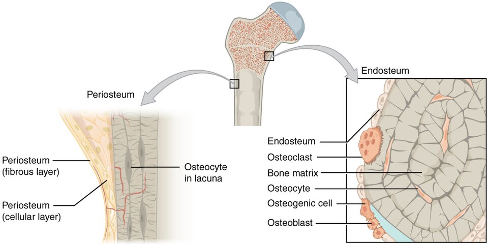 ”607_Periosteum_and_Endosteum” by OpenStax College is licensed under CC BY 3.0 Illustration showing periosteum and endosteum layers of a bone with text for major structures
