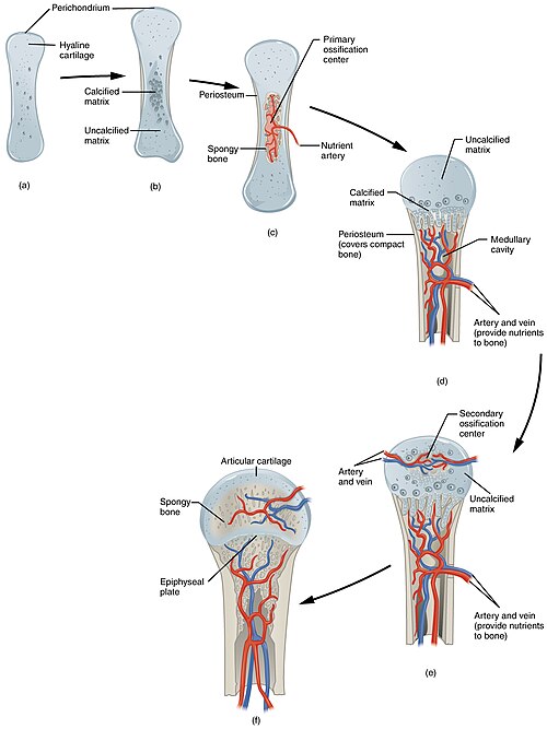 ”608_Endochrondal_Ossification.jpg” by OpenStax College is licensed under CC BY 3.0 Illustration showing process of endochondral ossification with text labels for major structures of bone composition