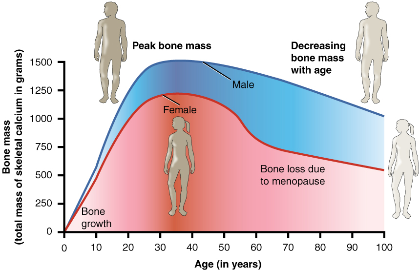”615_Age_and_Bone_Mass” by OpenStax College is licensed under CC BY 3.0 Graph showing the correlation between bone mass and age in years, with a comparison between men and women