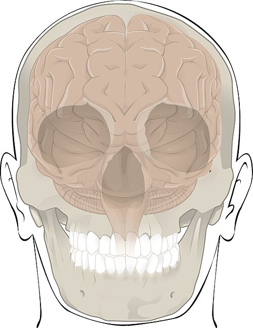 ”618_Bones_Protect_Brain.jpg” by OpenStax College is licensed under CC BY 3.0 Illustration showing the brain and skull inside of a human head