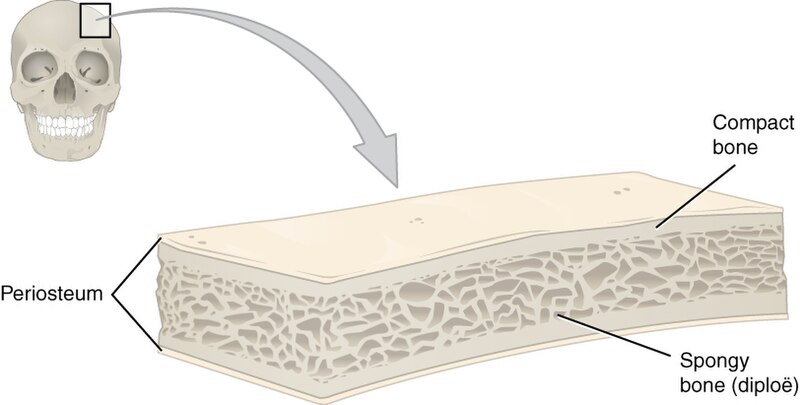 ”621_Anatomy_of_a_Flat_Bone” by OpenStax College is licensed under CC BY 3.0 Illustration showing composition of flat bone