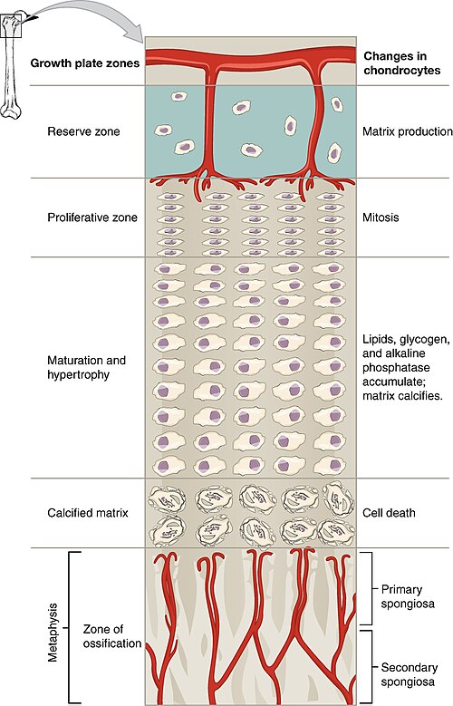 ”622_Longitudinal_Bone_Growth” by OpenStax College is licensed under CC BY 3.0 Illustration showing a closeup of growth plate zones with text to indicate major structures