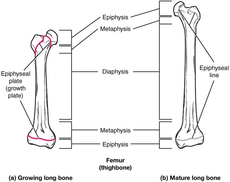 ”623_Epiphyseal_Plate-Line” by OpenStax College is licensed under CC BY 3.0 Illustration showing a comparison of a growing and a mature femur