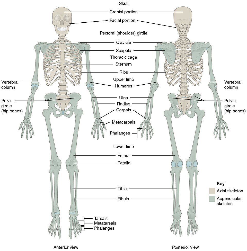 ”701_Axial_Skeleton-01” by OpenStax College is licensed under CC BY 3.0 Illustration showing anterior and posterior views of a skeleton with text labels for major structures