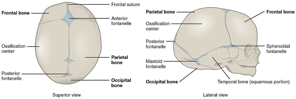 ”702_Newborn_Skull-01” by OpenStax College is licensed under CC BY 3.0 Illustration showing superior and lateral view of a newborn skull