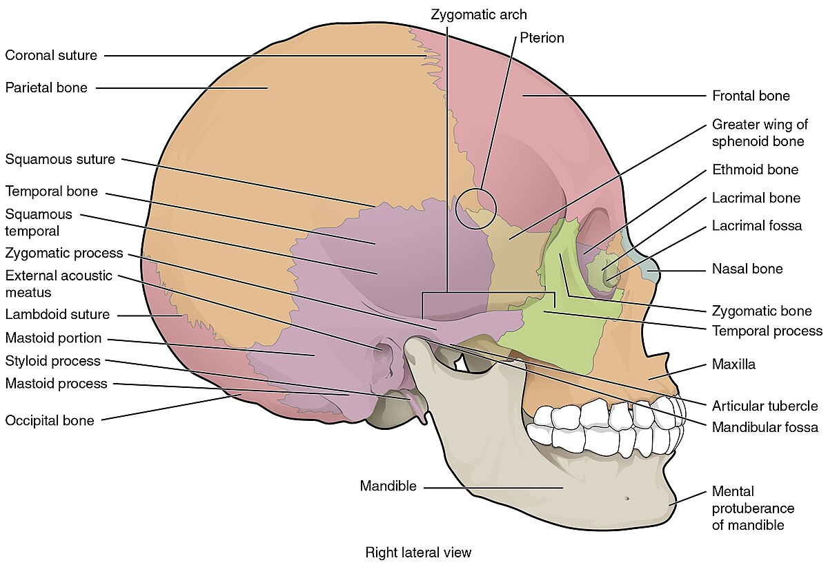 ”705_Lateral_View_of_Skull-01” by OpenStax College is licensed under CC BY 3.0 Illustration showing right lateral view of a skull with text labels for major structures