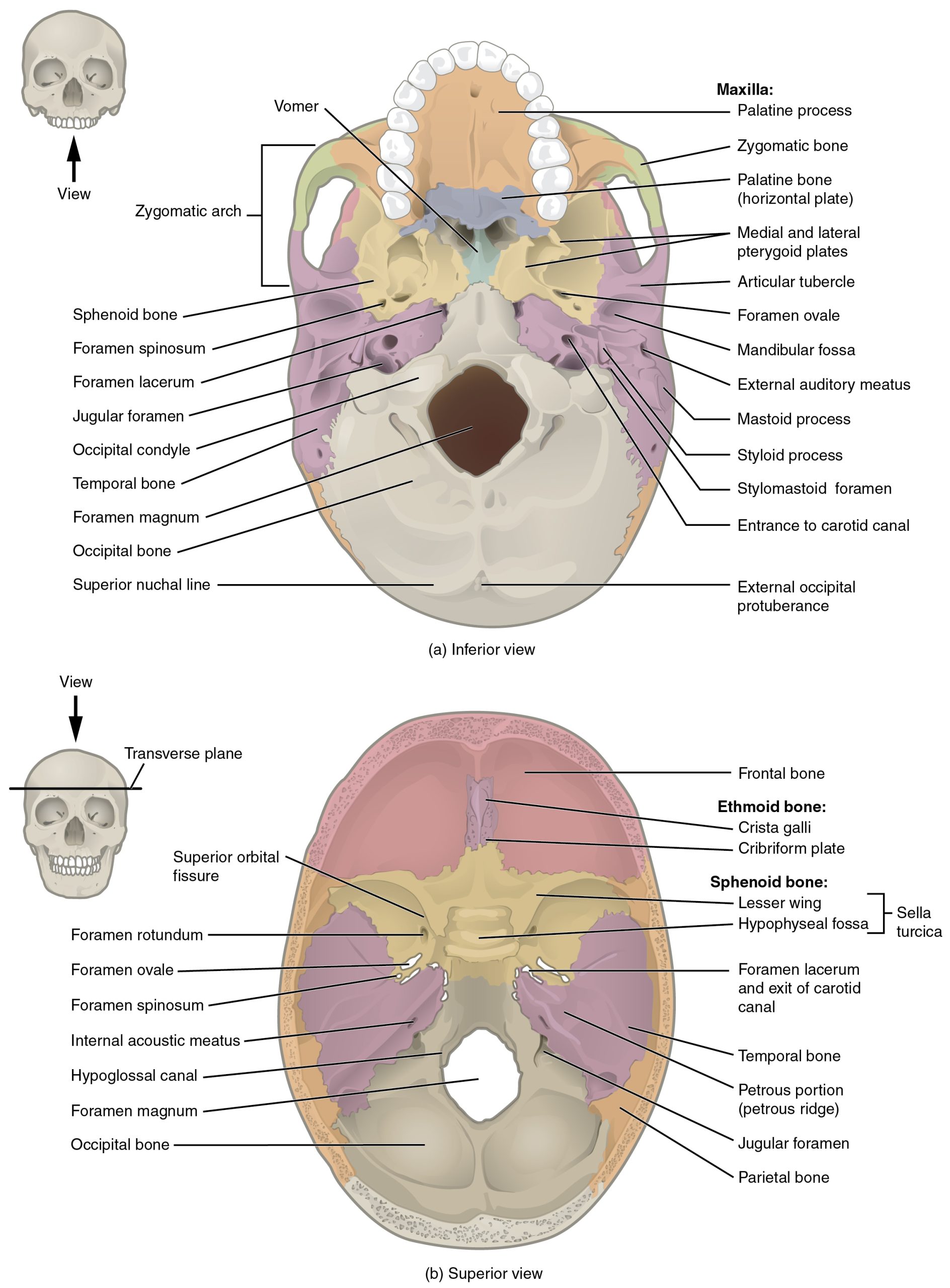 ”707_Superior-Inferior_View_of_Skull_Base-01” by OpenStax College is licensed under CC BY 3.0 Illustration showing Inferior and superior views of a skull with text labels for major structures