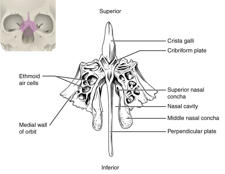 ”710_Ethmoid_Bone” by OpenStax College is licensed under CC BY 3.0 Illustration showing closeup view of ethmoid bone with text labels for major structures