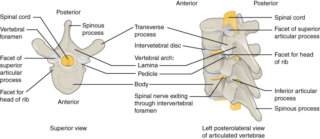 ”718_Vertebra” by OpenStax College is licensed under CC BY 3.0 Illustration showing superior and left posterolateral view of verebrae with text labels for major structures
