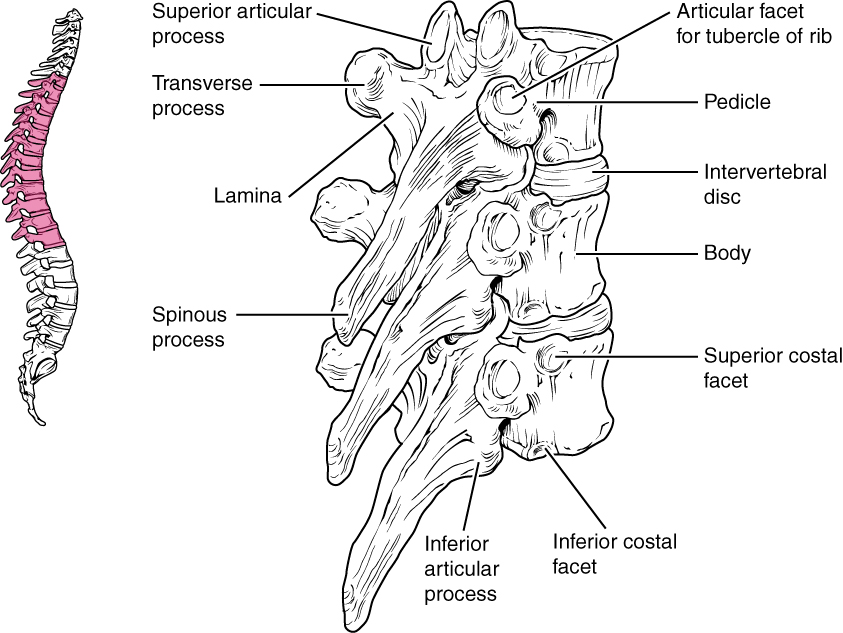 ”719_Thoracic_Vertebra” by OpenStax College is licensed under CC BY 3.0 Illustration showing location and major structures of the thoracic vertebrae