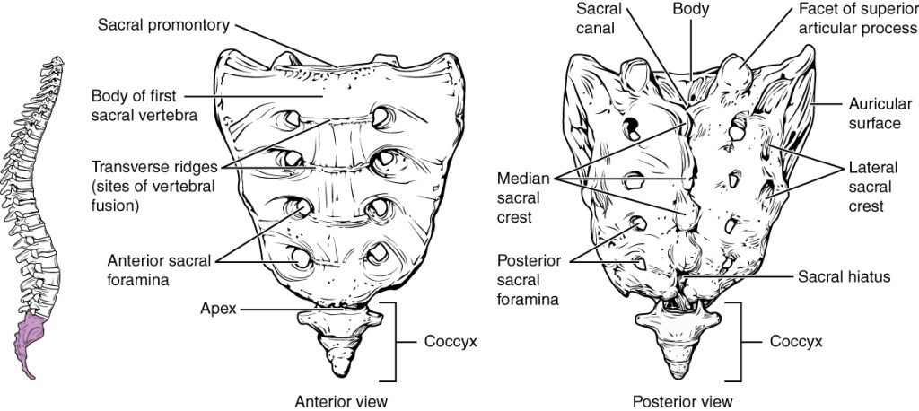”720_Sacrum_and_Coccyx” by OpenStax College is licensed under CC BY 3.0 Illustration showing location and major structures in the anterior and posterior view of sacrum and coccyx