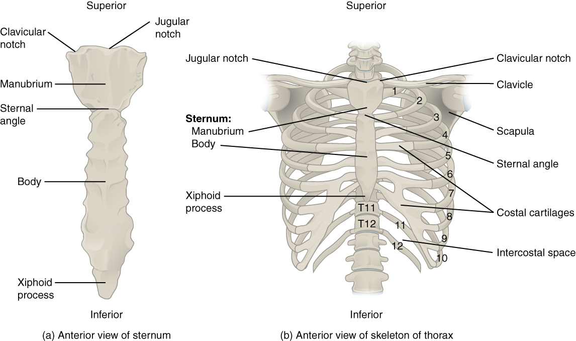 ”721_Rib_Cage” by OpenStax College is licensed under CC BY 3.0 Illustration showing anterior views of the sternum and skeleton of thorax with text labels for major structures