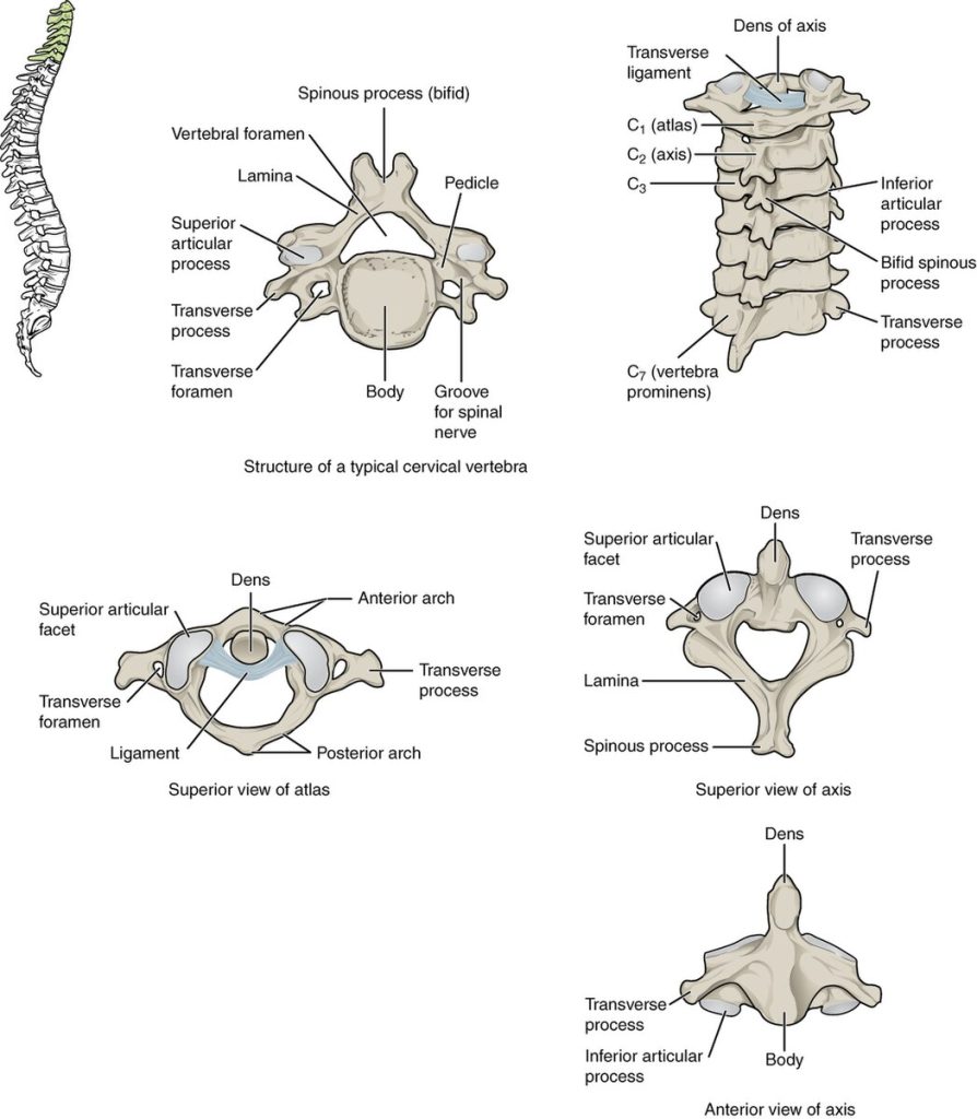”723_Cervical_Vertebrae” by OpenStax College is licensed under CC BY 3.0 Illustration showing various views of the major structures in a cervical vertebra