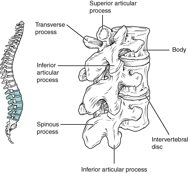 ”725_Lumbar_Vertebrae” by OpenStax College is licensed under CC BY 3.0 Illustration showing location and major structures of the lumbar vertebrae