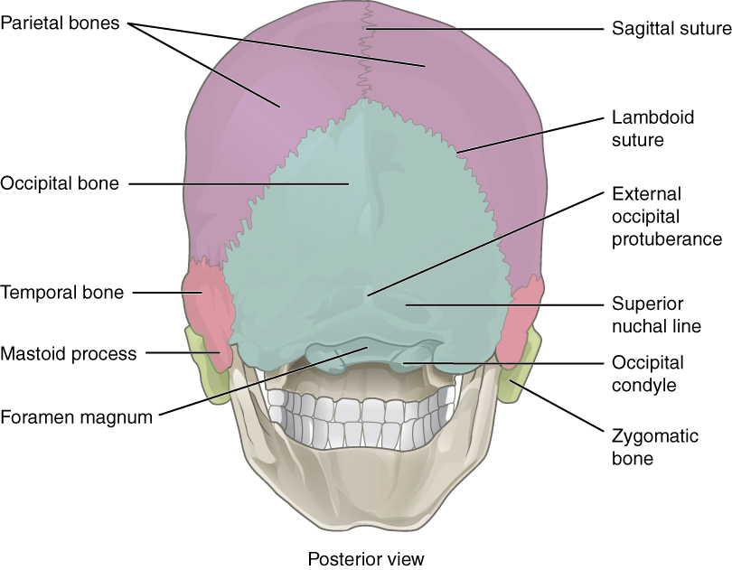 ”730_Posterior_View_Skull” by OpenStax College is licensed under CC BY 3.0 Illustration showing posterior view of a skull with text labels for major structures